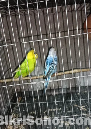 পাখি